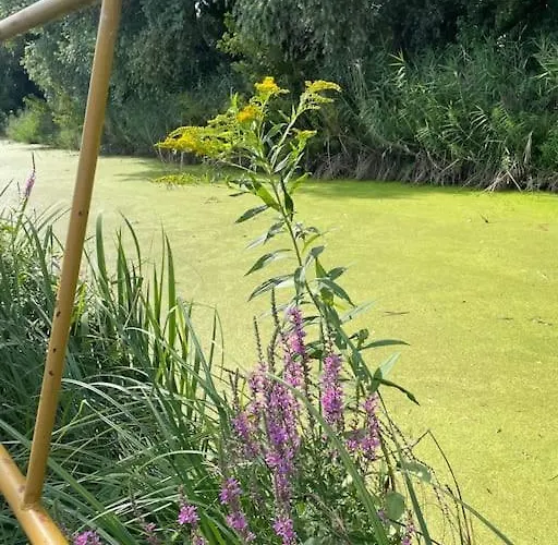 Gallery - * קסזטלי